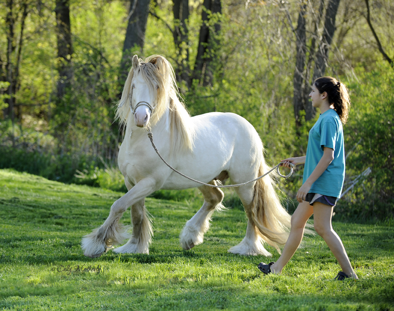 GHA Guthries Hershey Stallions